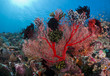 Beautiful coral