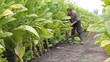 Farmer picking tobacco leaves in a field