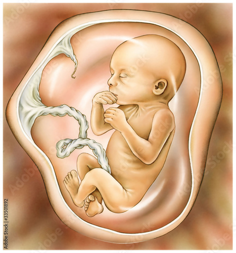 Illustration: Fetus mit Nabelschnur Fetus mit Nabelschnur