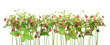 ����: strawberry border � Aleksandr Volkov #33504252
