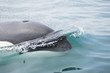 killer whale in the wild surfacing close to camera