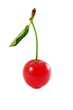 single cherry with leaf isolated on white