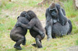 Foto: Two young gorillas dancing Two young gorillas dancing