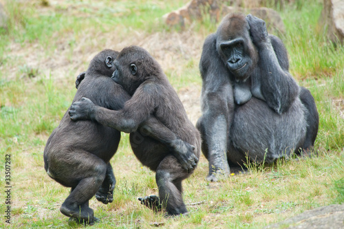 Photo: Two young gorillas dancing Two young gorillas dancing