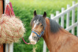 horse eating hay