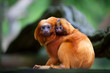 Foto: golden lion tamarin with baby golden lion tamarin with baby