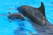 little baby dolphin with her mother