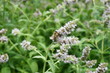 Blüte der Echten Katzenminze mit Wildbiene