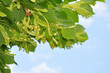 Lindenblüten (Tilia)