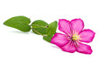 clematis flower isolated on white