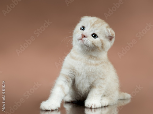 Foto: kitten kitten