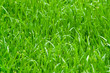 long green grass