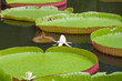 nénuphar géant, victoria amazonica, île Maurice nénuphar géant, victoria amazonica, île Maurice