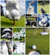 Golf concept