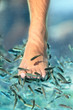 Feet pedicure fish spa