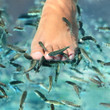 Fish spa pedicure