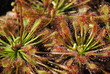 plante carnivore