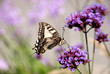 butterfly on a flower