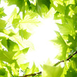 Green leaves