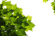 Green leaves