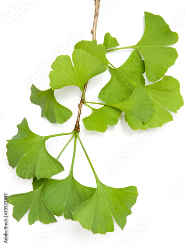 Photo: Ginkgozweig Ginkgozweig