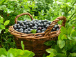 Blaubeeren in der Heidelandschaft
