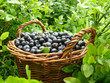 Blaubeeren in der Heidelandschaft