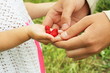 daughters and fathers hands carrying berries