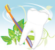 Tooth, toothbrush and mint sprig Tooth, toothbrush and mint sprig