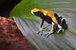 poison dart frog on leaf