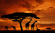herd of giraffes in the setting sun