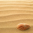 sea shells with sand as background