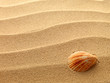 sea shells with sand as background