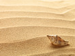 sea shells with sand as background