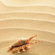 sea shells with sand as background