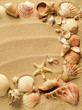 sea shells with sand as background