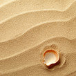 sea shells with sand as background