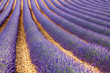 Lavande Provence France / lavender field in Provence, France
