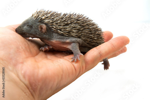 Foto: Hedgehog on hand Hedgehog on hand