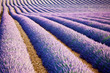 Lavande Provence France / lavender field in Provence, France