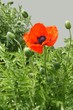 red weed