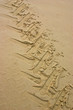 Photo: Tractor Trace in sand - 1 Tractor Trace in sand - 1