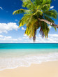 plage cocotier