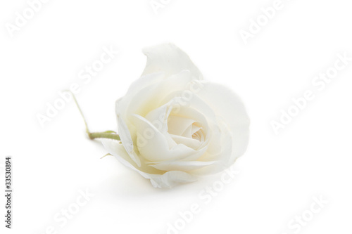 Photo: rose rose