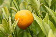 Orangenstrauch