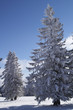 Schneebedeckte Bäume