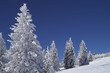 Traumwinter