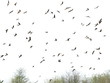 Swallows, flock of birds isolated on white Swallows, flock of birds isolated on white