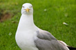 Strenger Blick