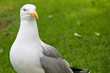 Möwe im Park